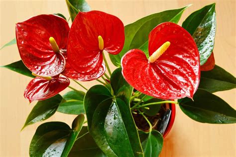 are anthurium good for air quality